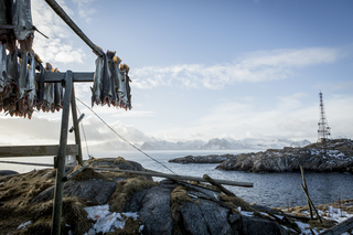 NORWEGIAN SEAFOOD COUNCIL
Bauer - 2015